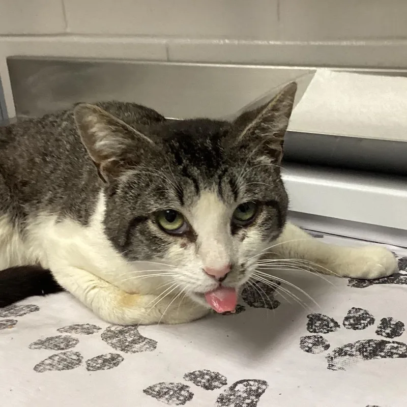 An adult medium-sized male Brown / Chocolate Domestic Short Hair cat named Kermit for adoption in Greenville, SC