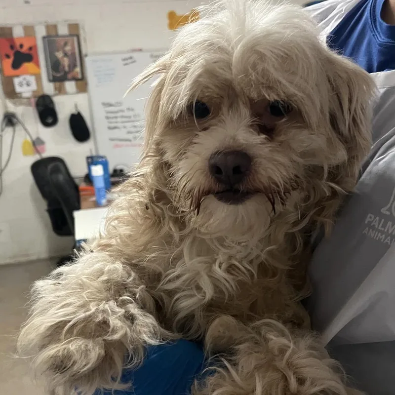 An adult small-sized female White / Cream Maltese dog named Nancy for adoption in Edinburg, TX