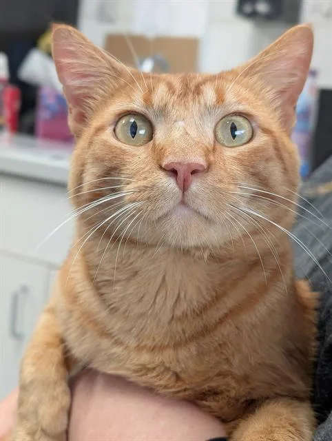 A young medium-sized male Domestic Short Hair cat named Froot Loop for adoption in Canfield, OH