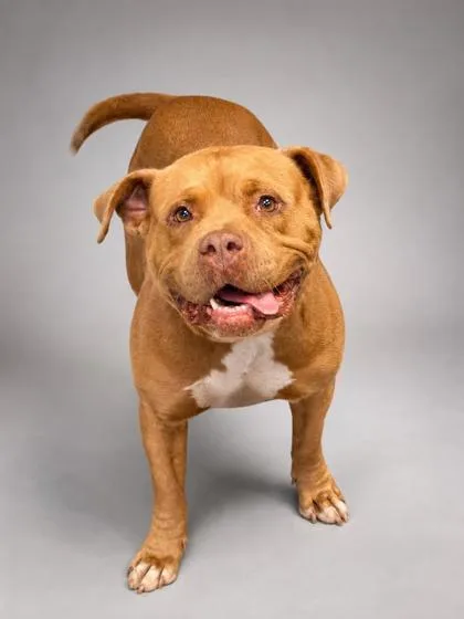 An adult medium-sized female Pit Bull Terrier dog named Chocolate for adoption in Bowling Green, KY