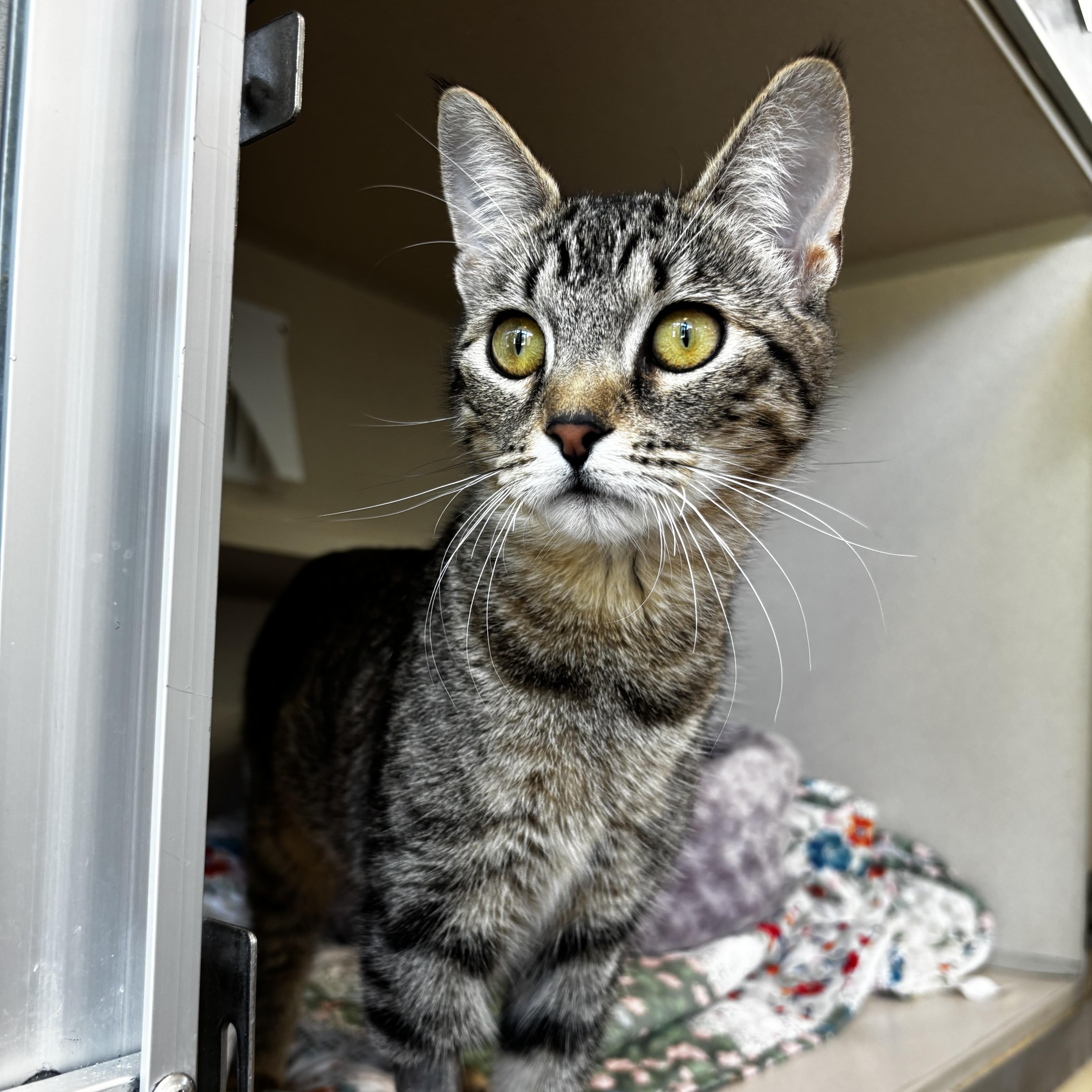 A young medium-sized female Tabby (Gray / Blue / Silver) Domestic Short Hair cat named Elizabeth Tailor for adoption in Eatontown, NJ