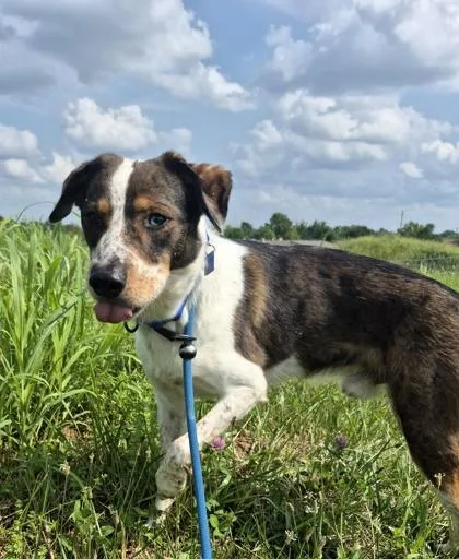 A young medium-sized male Tricolor (Brown, Black, & White) Mixed Breed dog named Mars for adoption in Hamilton, OH