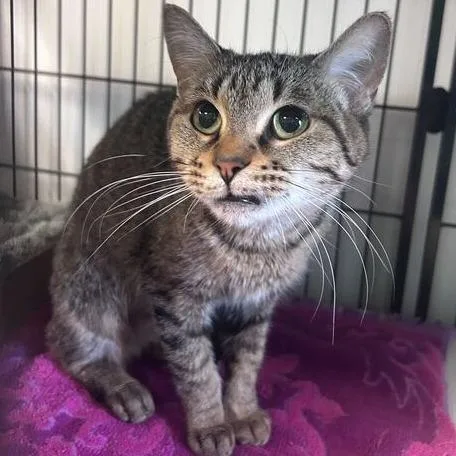 A young medium-sized female Brown / Chocolate Domestic Short Hair cat named Marge for adoption in Davenport, IA