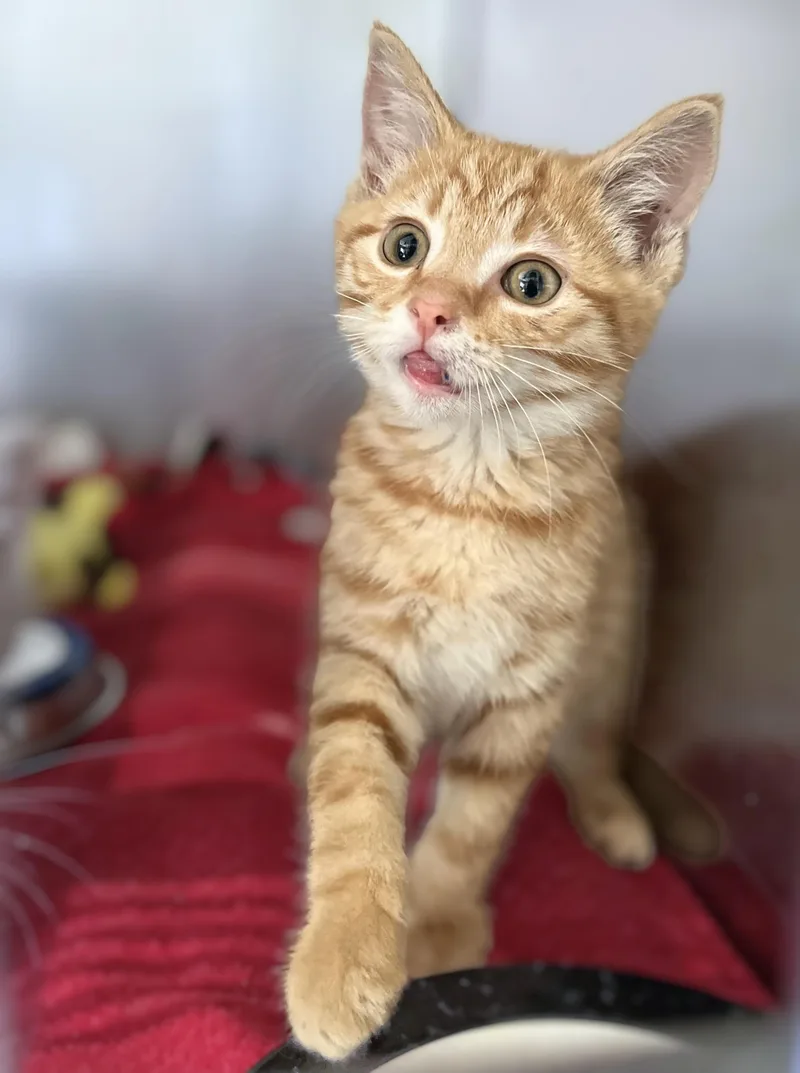 A baby medium-sized male Tabby (Orange / Red) Domestic Short Hair cat named Sunny for adoption in Seville, OH