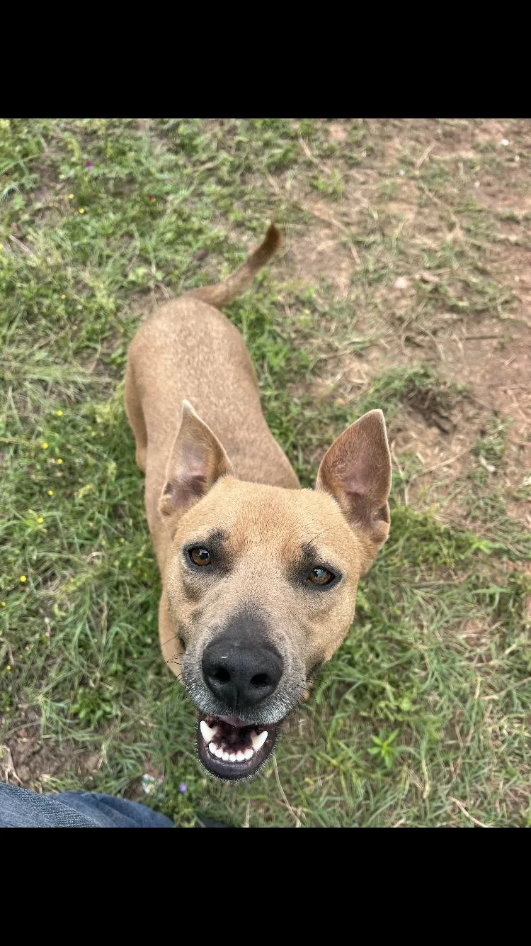 An adult medium-sized female American Staffordshire Terrier dog named Carletta for adoption in Paradise, TX