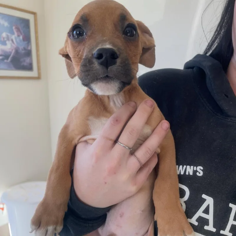 A baby small-sized male Yellow / Tan / Blond / Fawn American Bulldog dog named Lusca for adoption in Incline Village, NV