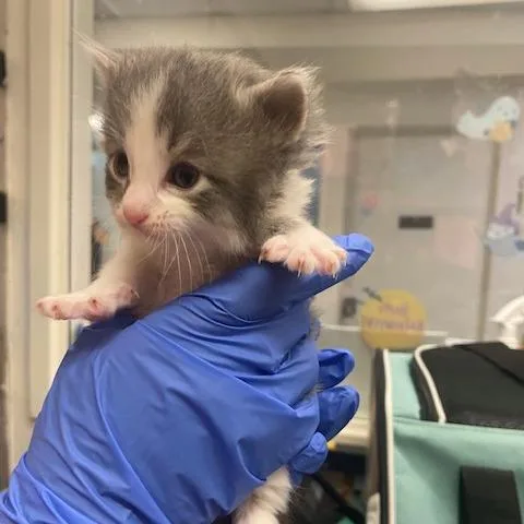 A baby small-sized male Gray / Blue / Silver Domestic Short Hair cat named Valentino for adoption in Los Angeles, CA