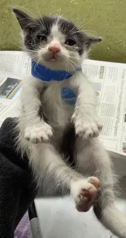 A baby small-sized male Domestic Short Hair cat named Nacho for adoption in Riverside, CA