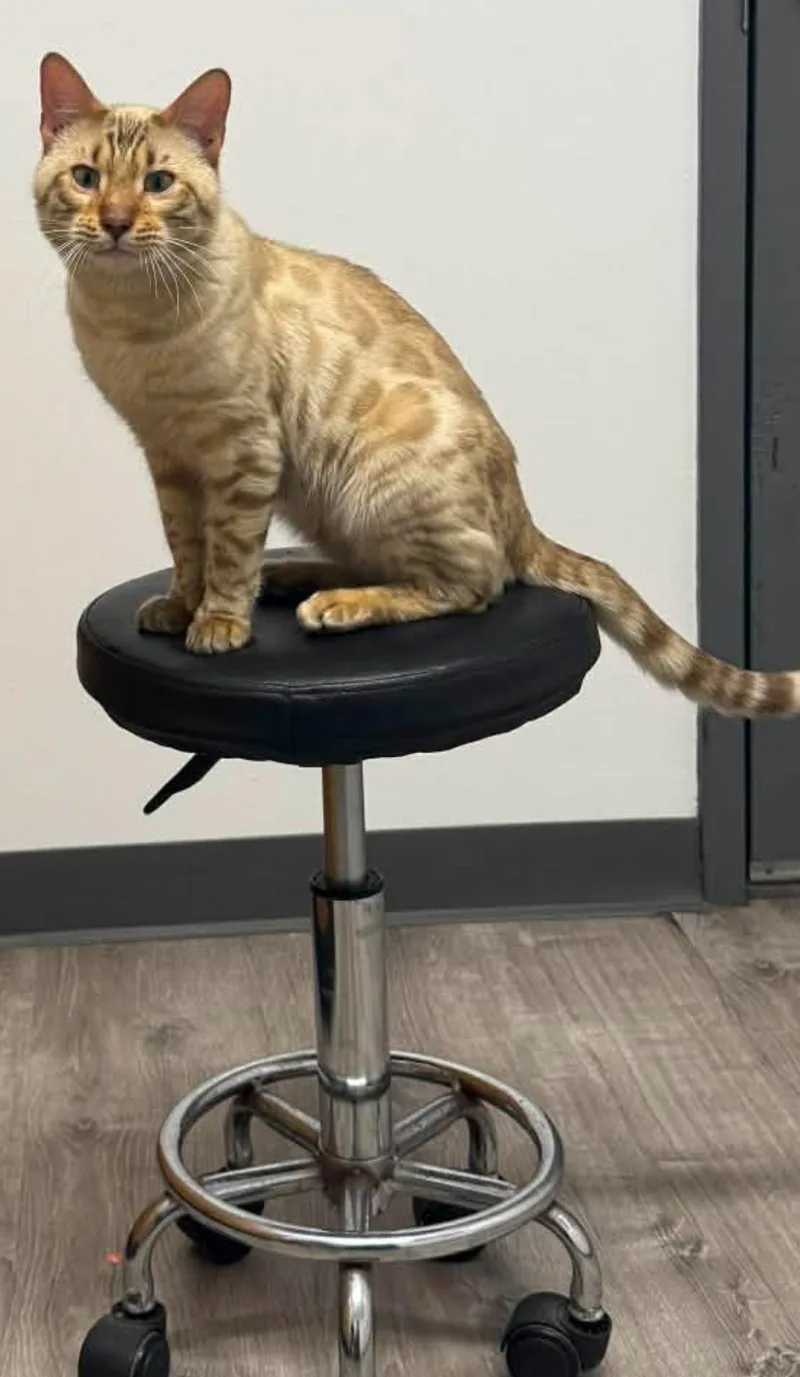 A young medium-sized male Bengal cat named Rollins:  Bengaldc for adoption in Greenville, DE