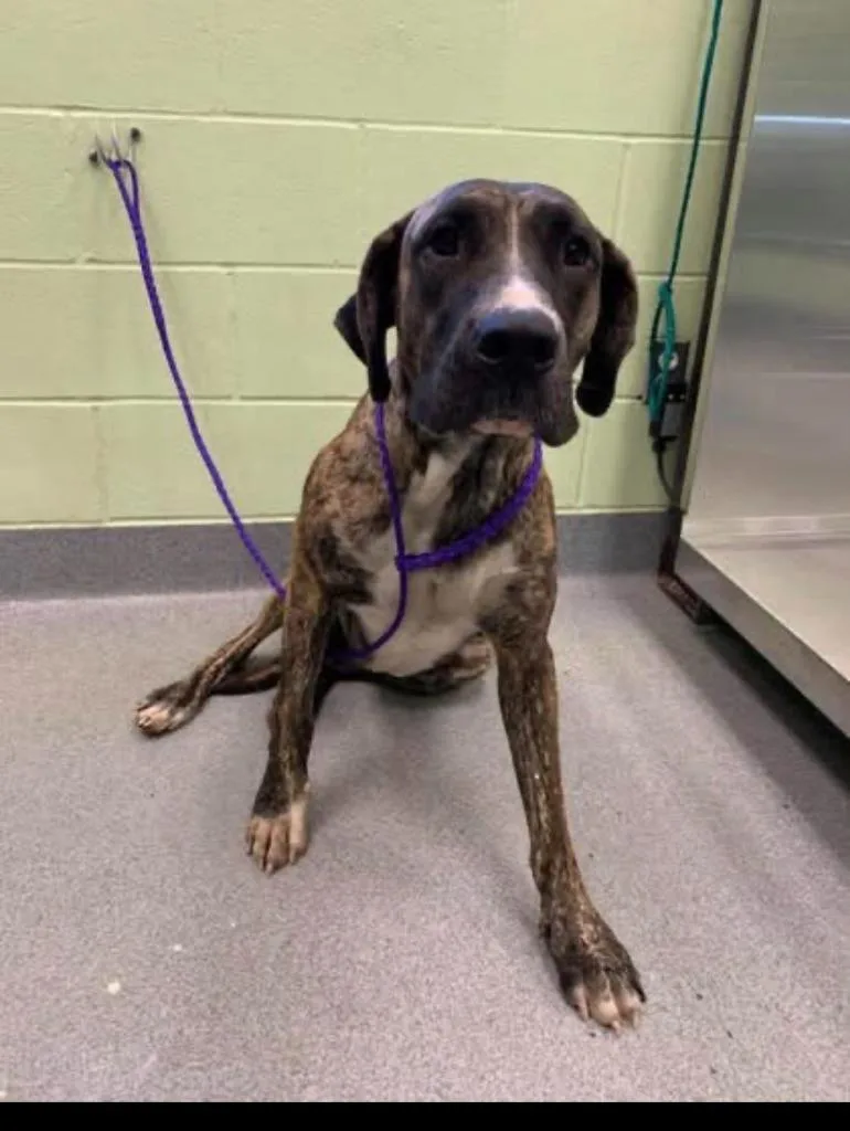 An adult large-sized female Great Dane dog named Megalodon for adoption in Blountville, TN