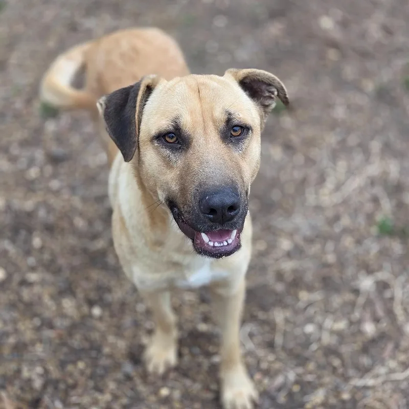 A young medium-sized male Black Mouth Cur dog named Romeo for adoption in Madison, MS
