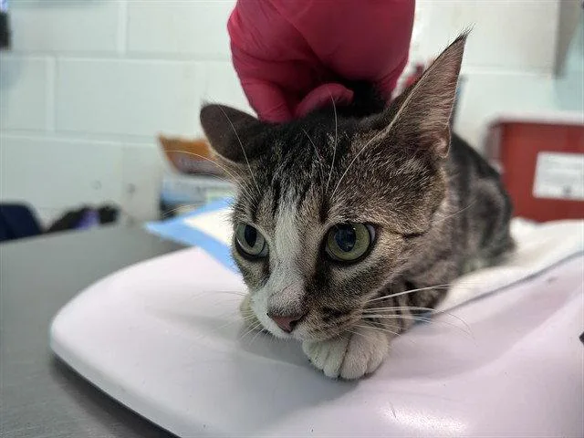 A young small-sized female Brown / Chocolate Domestic Short Hair cat named Lunch Break for adoption in Tavares, FL