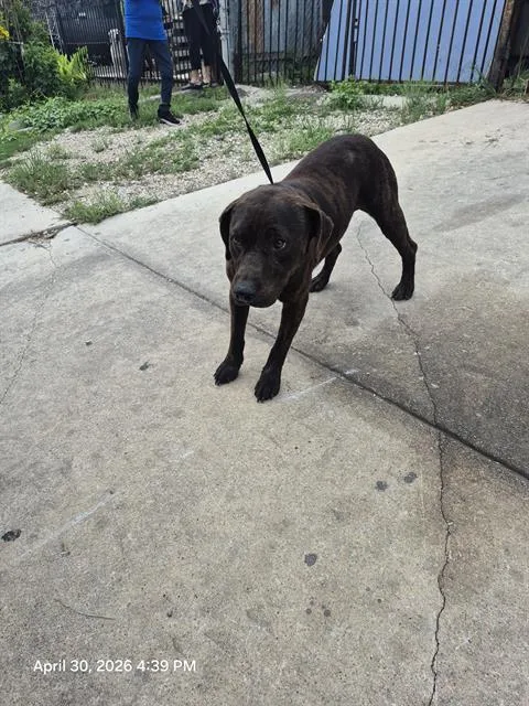An adult large-sized male Terrier dog named Coco for adoption in San Antonio, TX