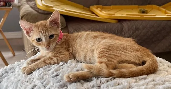 A baby small-sized female Tabby (Orange / Red) Domestic Short Hair cat named Jennifer for adoption in Wellington, FL