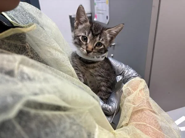 A baby small-sized male Domestic Short Hair cat named Tribbiani for adoption in Ridgewood, NY