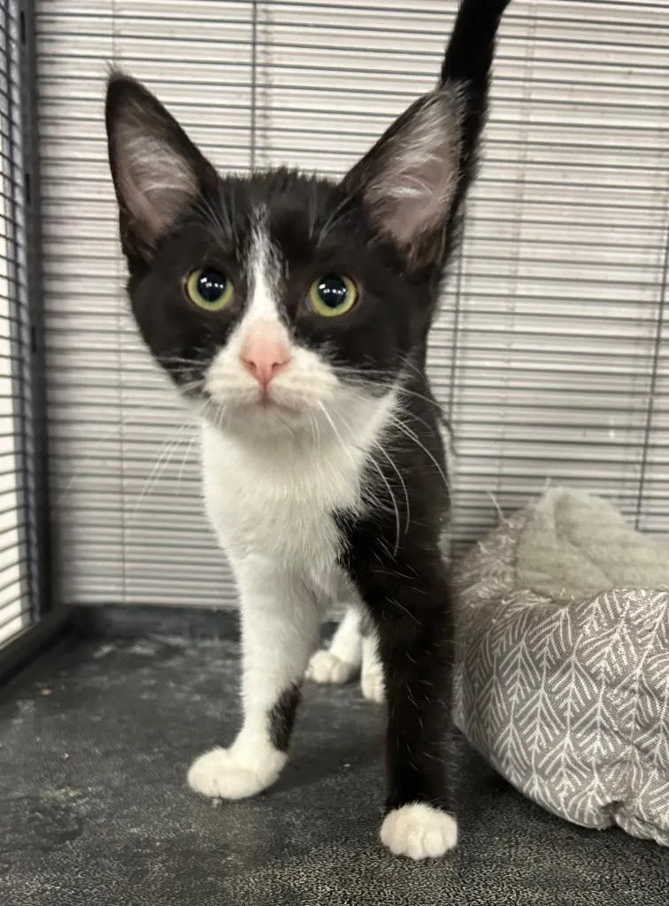 A baby medium-sized female Domestic Short Hair cat named A Cappella for adoption in Portland, IN
