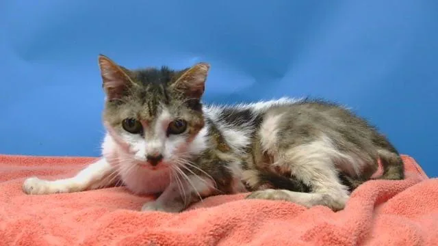 A senior medium-sized female Domestic Short Hair cat named Janet for adoption in Gardena, CA