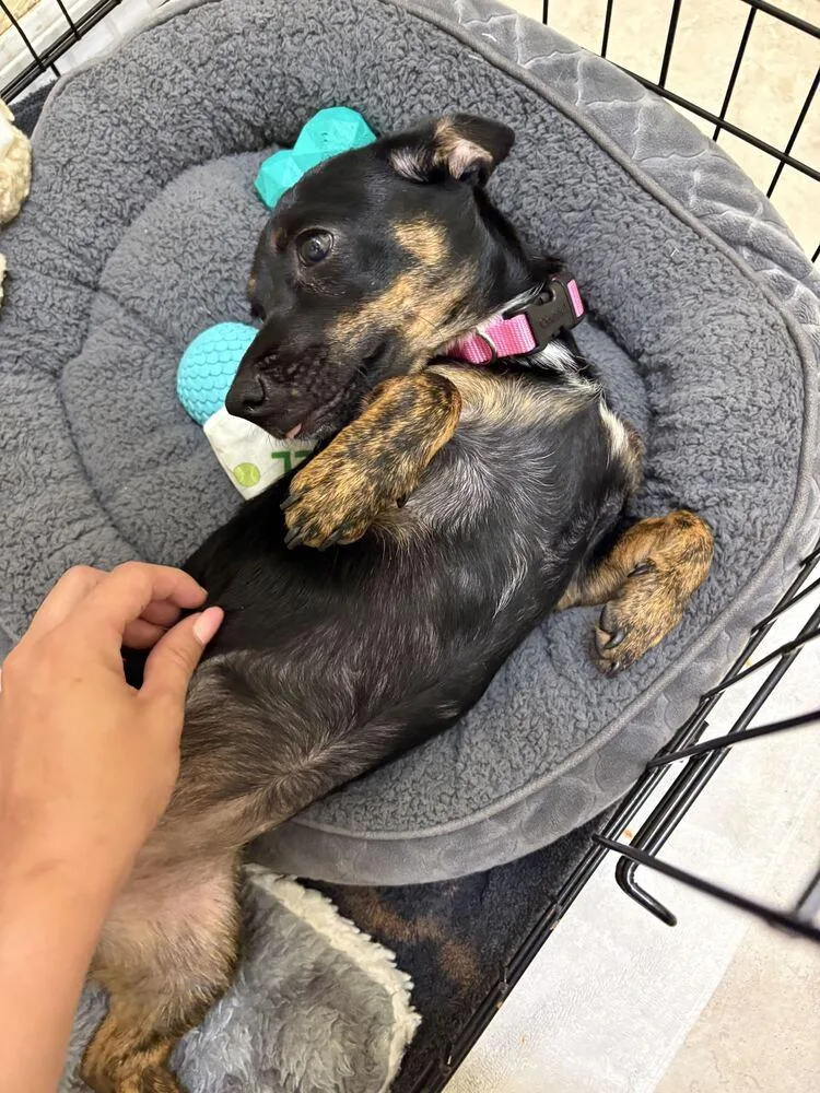 A baby small-sized female Tricolor (Brown, Black, & White) Dachshund dog named Lizzie for adoption in Lakeland, FL