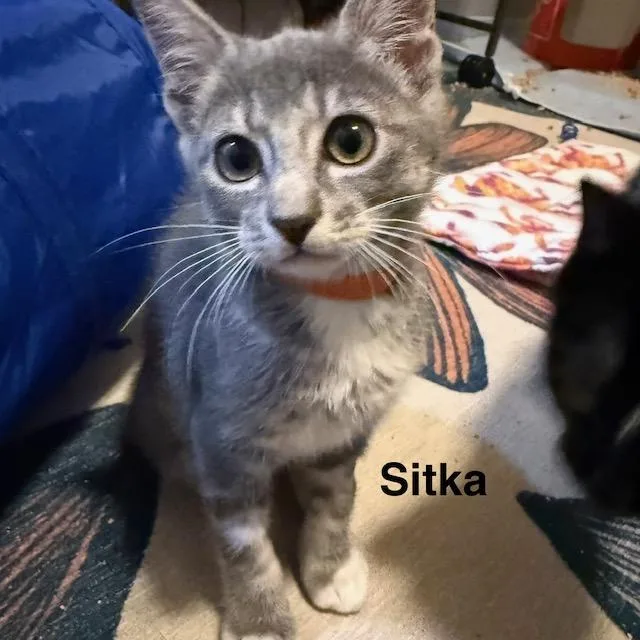 A baby medium-sized female Gray & White Domestic Short Hair cat named Sitka for adoption in Olympia, WA