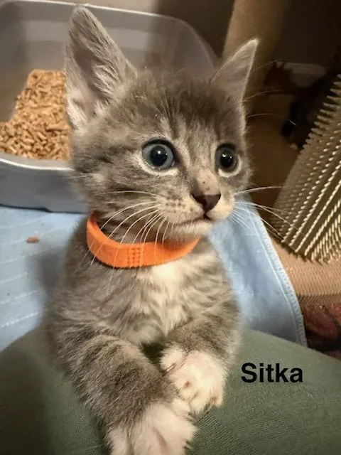 Sitka thumbnail 2