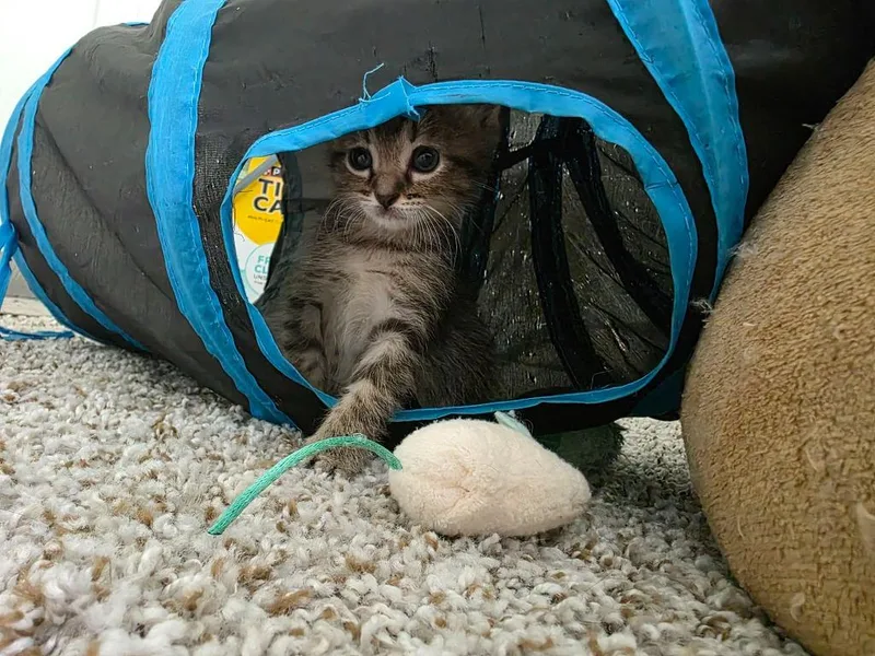 A baby medium-sized female Domestic Short Hair cat named Eevee for adoption in Hoover , AL
