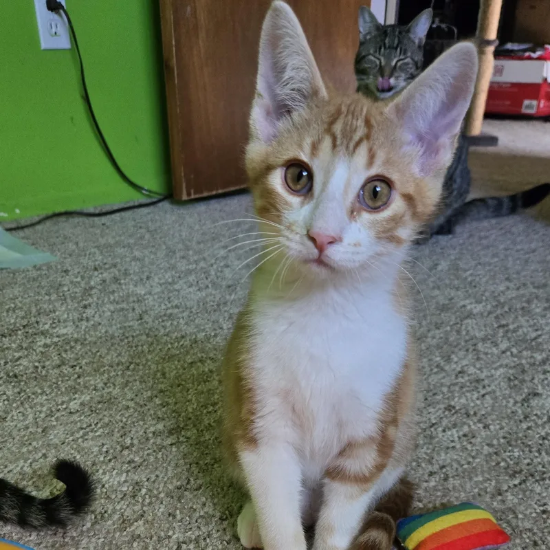 A baby medium-sized male Orange & White Domestic Short Hair cat named Toasted Marshmallow for adoption in Swartz Creek, MI