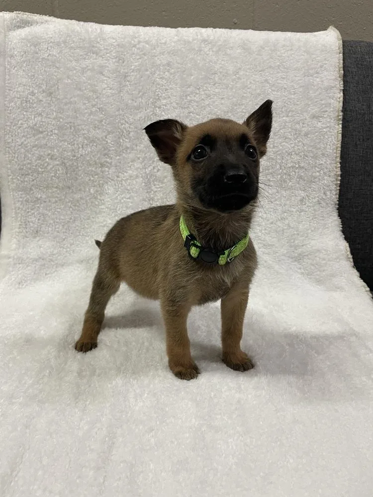 A baby small-sized female Belgian Shepherd / Malinois dog named Hallowed Harvest Mystic for adoption in Imlay City, MI
