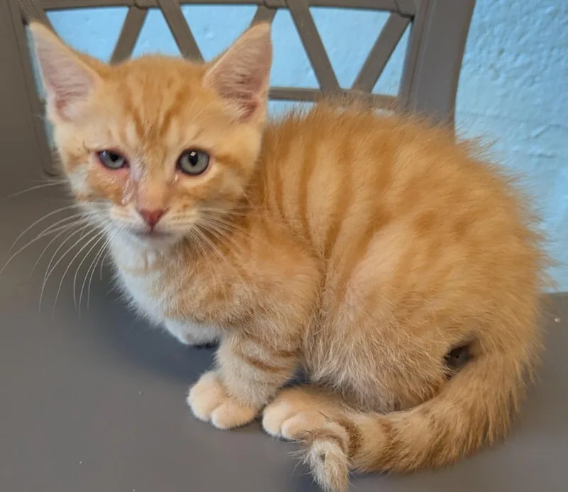 A baby small-sized male Domestic Short Hair cat named Lava for adoption in Cape Coral, FL