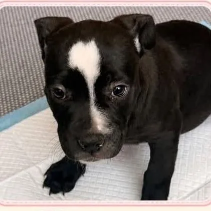 A baby medium-sized female Black Mixed Breed dog named Flower for adoption in Alexandria, VA