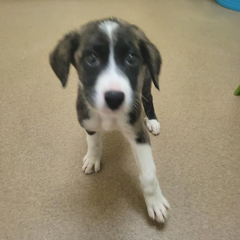 A baby small-sized female Brindle Boxer dog named Delia for adoption in Corpus Christi, TX