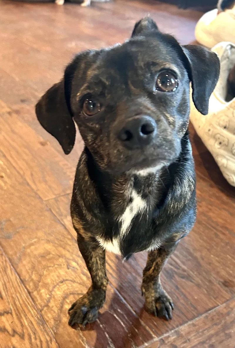 A young medium-sized female Dachshund dog named Babe for adoption in Elizabethtown, PA