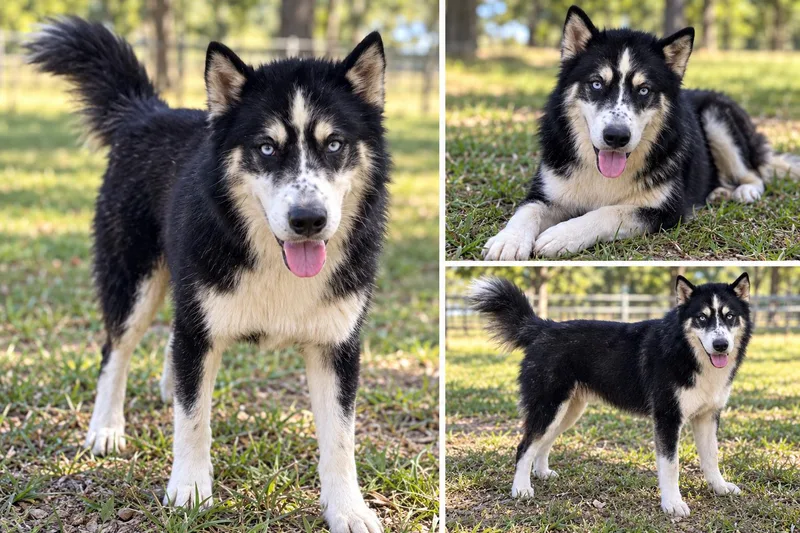 A young medium-sized male Husky dog named Balto for adoption in Kiln, MS