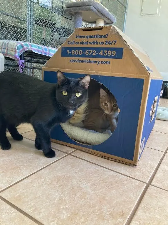 A young medium-sized female Domestic Short Hair cat named Skadi for adoption in Peoria, AZ