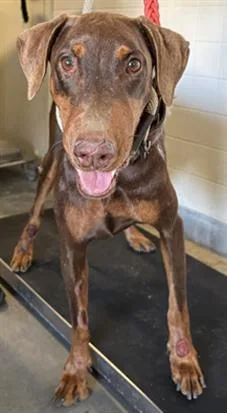 An adult large-sized female Doberman Pinscher dog named Birch for adoption in Camarillo, CA