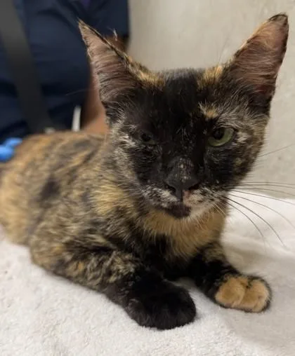 An adult small-sized female Domestic Short Hair cat named Lizford for adoption in Honolulu, HI