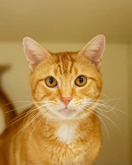 An adult large-sized male Domestic Short Hair cat named Groudon for adoption in Chamblee, GA