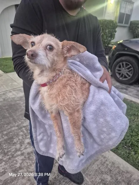 An adult small-sized female Terrier dog named A for adoption in San Antonio, TX