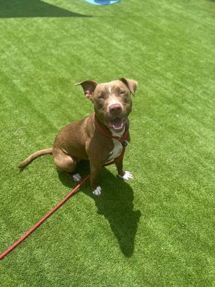 A young medium-sized female Terrier dog named Piglet for adoption in Daytona Beach, FL