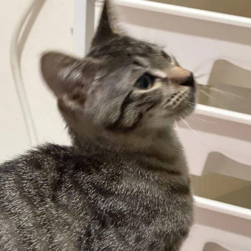 A baby small-sized male Tabby (Brown / Chocolate) Domestic Short Hair cat named Truffle for adoption in Liverpool, TX