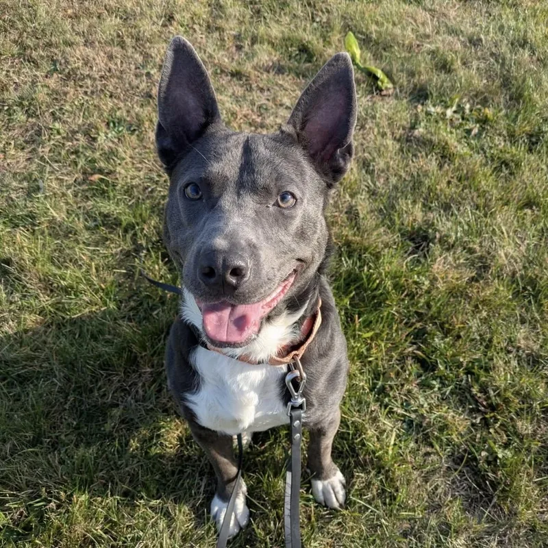 An adult medium-sized male Black Terrier dog named Batman for adoption in Syracuse, NY