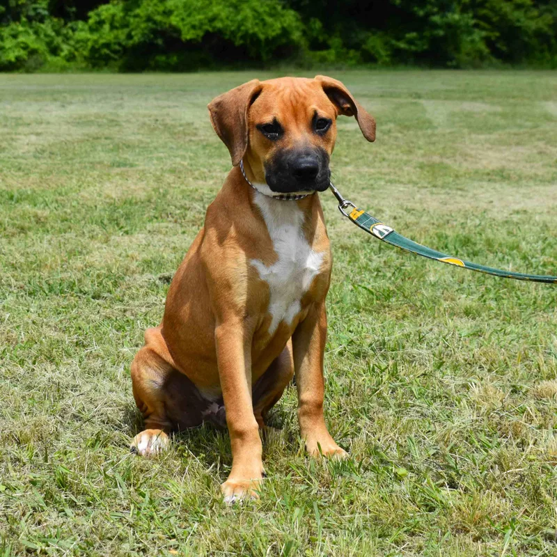 A baby large-sized male Red / Chestnut / Orange Mixed Breed dog named Rusty for adoption in Searcy, AR
