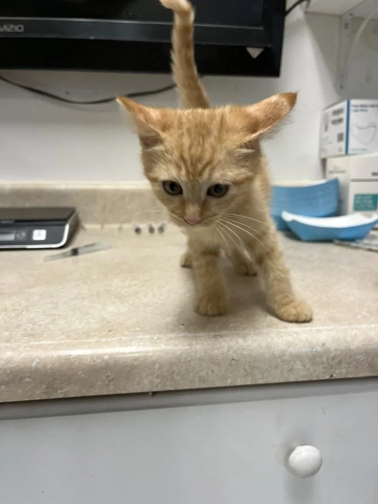 A young small-sized female Tabby (Orange / Red) Domestic Short Hair cat named Zara for adoption in Ontario, CA