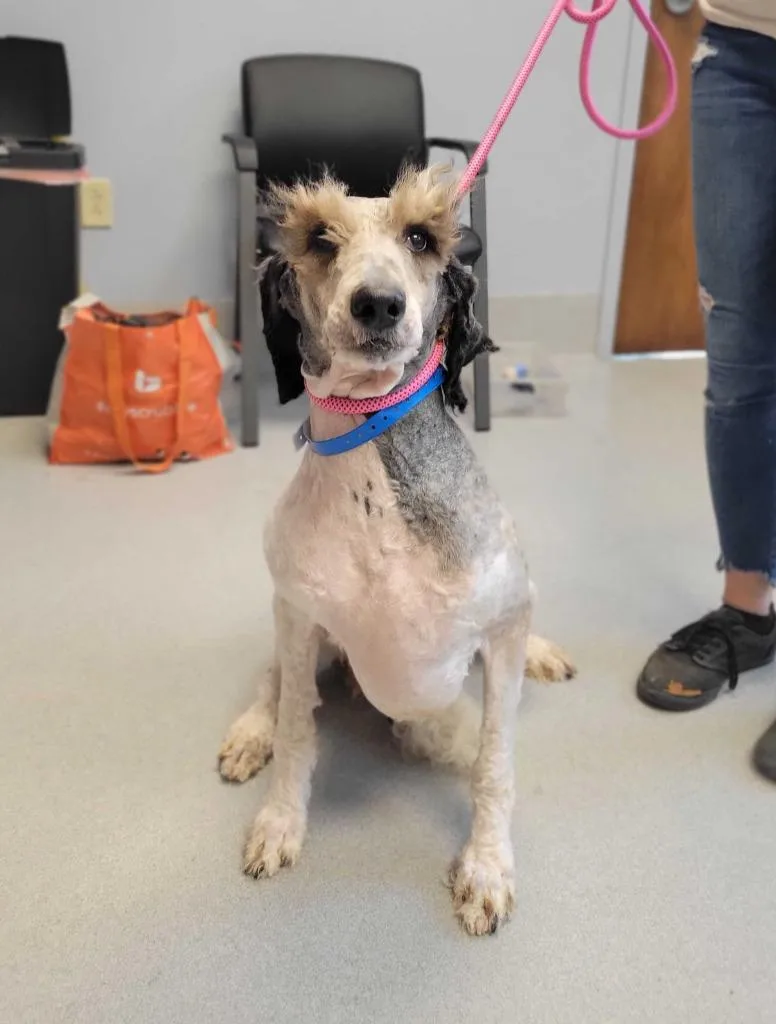 An adult large-sized male Poodle dog named Gomer for adoption in Chillicothe, OH