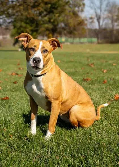 An adult large-sized female Mixed Breed dog named Edamame for adoption in West Chester, PA