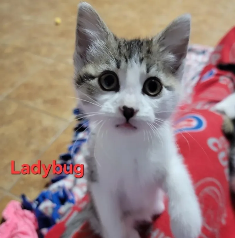 A baby small-sized female Gray / Blue / Silver Domestic Short Hair cat named Ladybug for adoption in Roselle, IL