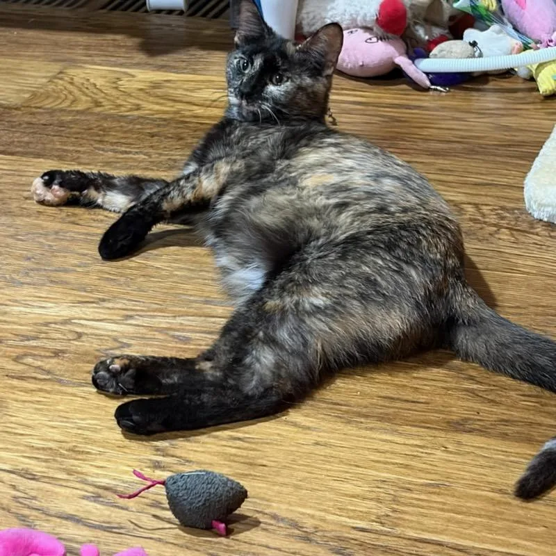 A young medium-sized female Tortoiseshell Domestic Short Hair cat named Cleo for adoption in Oklahoma City, OK