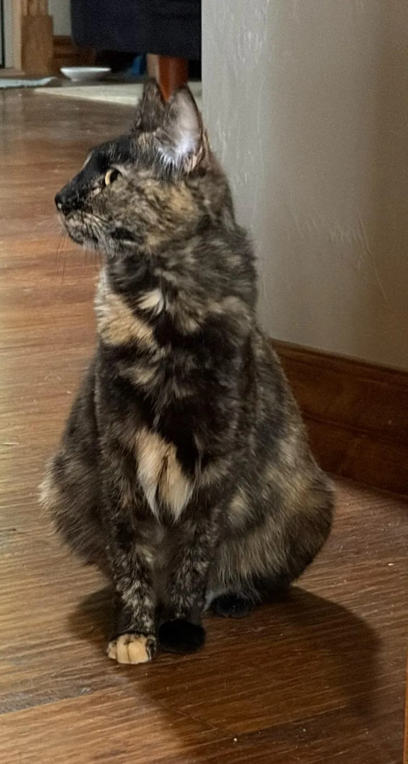 Cleo thumbnail 3