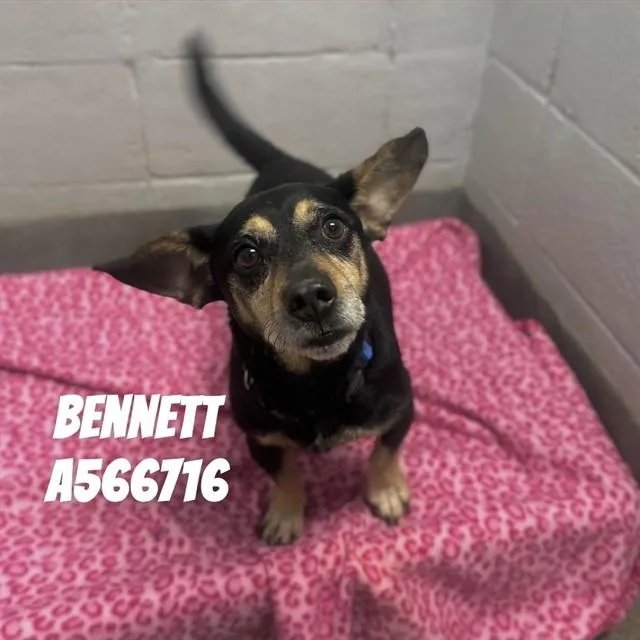 A young medium-sized male Dachshund dog named Bennett for adoption in Huntsville, AL