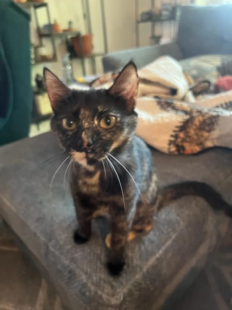 A baby medium-sized female Domestic Short Hair cat named Mia for adoption in San Antonio, TX
