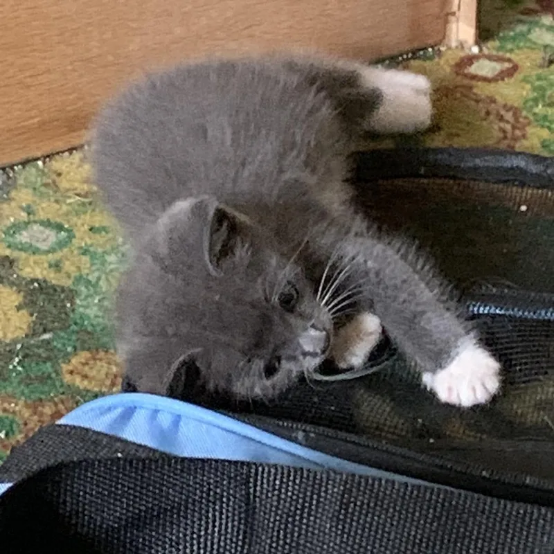 A baby small-sized female Gray / Blue / Silver Domestic Short Hair cat named Cookie for adoption in Lynchburg, VA